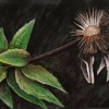Autumn Echinacea (Acrylic on wood 8 7/16 x 5 1/2)